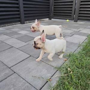FRANCUSKI BULDOG ŠTENCI