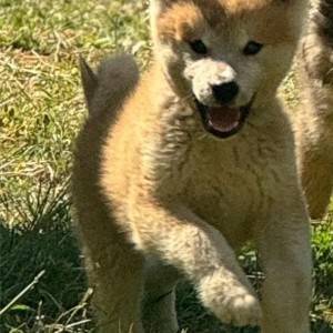 Japanska Akita Inu štenci