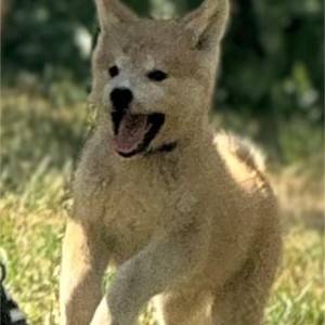 Japanska Akita Inu štenci