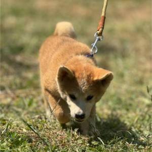 Japanska Akita Inu štenci