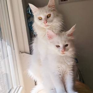 Maine Coon mačići