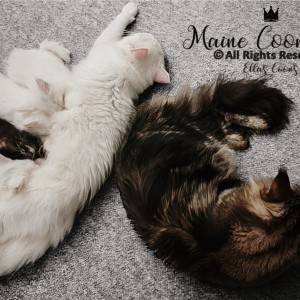 Maine Coon mačići