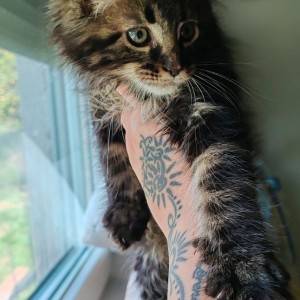 Maine Coon mačići