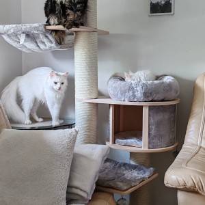Maine Coon mačići