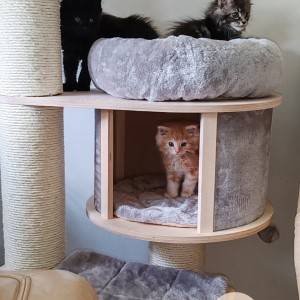 Maine Coon mačići
