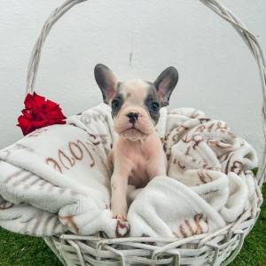 Francuski buldog stenci