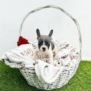 Francuski buldog stenci
