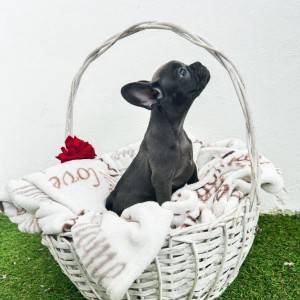 Francuski buldog stenci