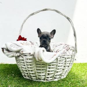 Francuski buldog stenci
