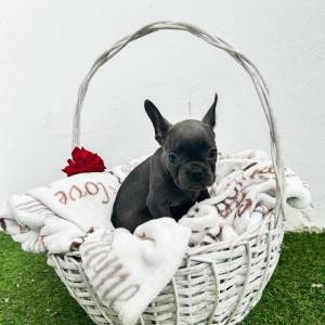 Francuski buldog stenci