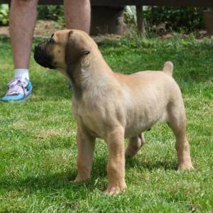 Boerboel Južnoafrički mastif stenci