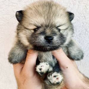 Pomeranac BOO medvedići