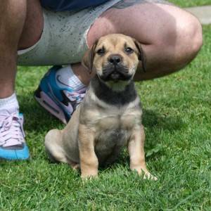 Boerboel Južnoafrički mastif stenci