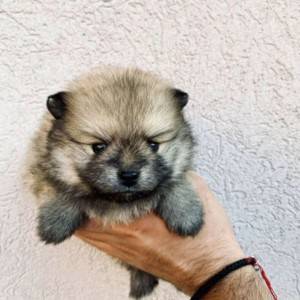 Pomeranac BOO medvedići