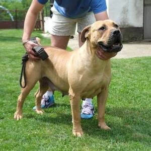 Boerboel Južnoafrički mastif stenci