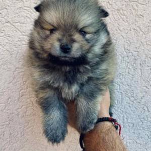 Pomeranac BOO medvedići