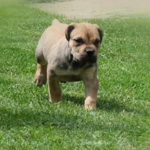 Boerboel Južnoafrički mastif stenci