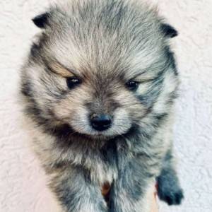 Pomeranac BOO medvedići