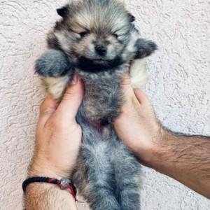 Pomeranac BOO medvedići