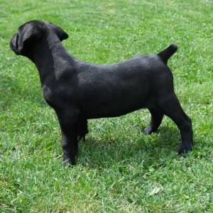 Boerboel Južnoafrički mastif stenci