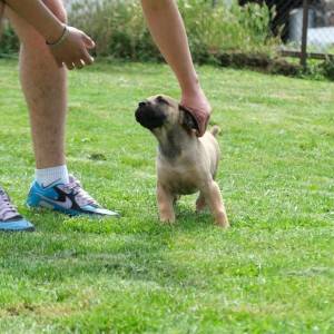 Boerboel Južnoafrički mastif stenci