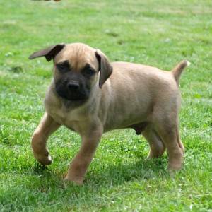 Boerboel Južnoafrički mastif stenci