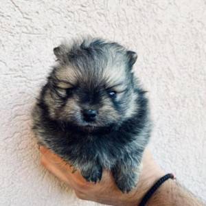 Pomeranac BOO medvedići