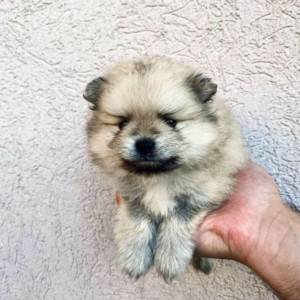 Pomeranac BOO medvedići