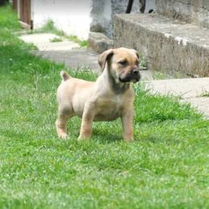 Boerboel Južnoafrički mastif stenci