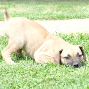 Boerboel Južnoafrički mastif stenci