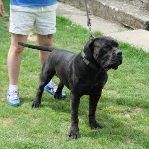 Boerboel Južnoafrički mastif stenci
