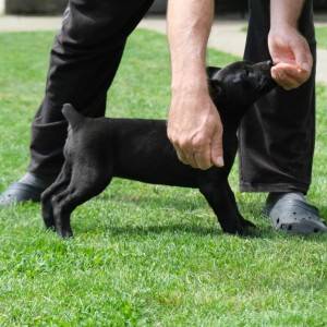 Boerboel Južnoafrički mastif stenci