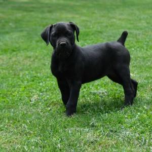Boerboel Južnoafrički mastif stenci