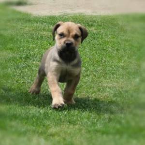 Boerboel Južnoafrički mastif stenci