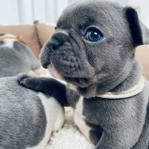 Plavi francuski buldog