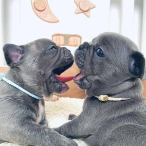 Plavi francuski buldog