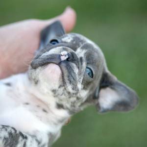 Plavi francuski buldog