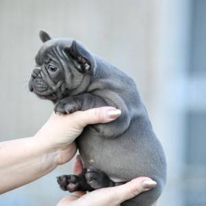 Plavi francuski buldog