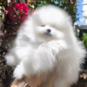 Pomeranac BELI unikat štenci