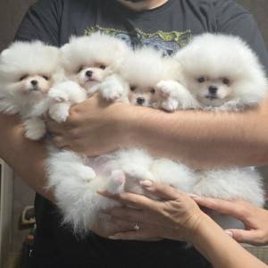 Pomeranac BELI unikat štenci