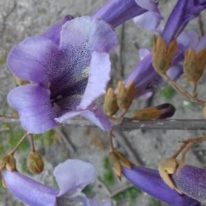 PAULOVNIJA.Sadnice visine 4m.HLADOVINA.Šaljem poštom.