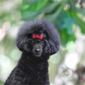 Toy Pudla
