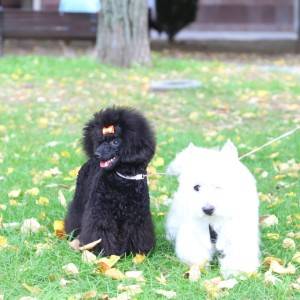 Toy Pudla prelepa zenka