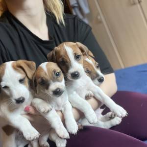Štene Jack Russell terijera
