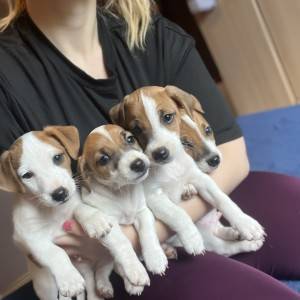 Štene Jack Russell terijera