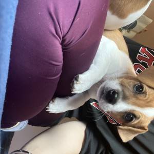 Štene Jack Russell terijera