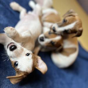 Štene Jack Russell terijera
