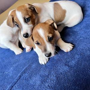 Štene Jack Russell terijera