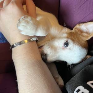 Štene Jack Russell terijera