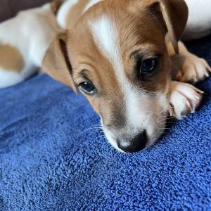 Štene Jack Russell terijera
